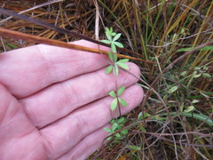 Galium uliginosum