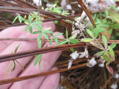 Galium uliginosum