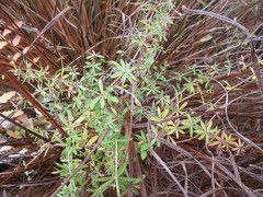 Galium uliginosum