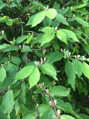 Lonicera