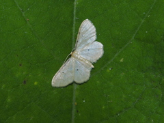 Idaea politaria