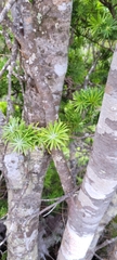 Halocarpus kirkii