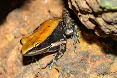 Hydrophylax bahuvistara