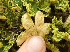 Crocodia rubella
