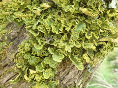 Crocodia rubella