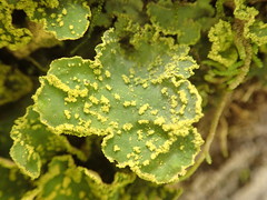 Crocodia rubella