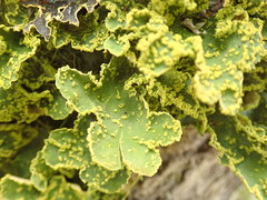 Crocodia rubella