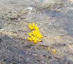 Calocera furcata