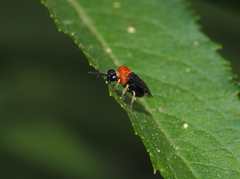 Eutomostethus ephippium vopiscus