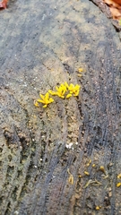 Calocera furcata
