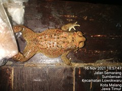 Duttaphrynus melanostictus