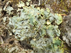 Podostictina pickeringii