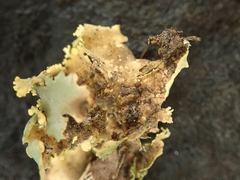 Podostictina pickeringii