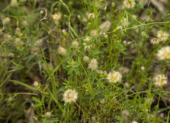 Vittadinia cuneata