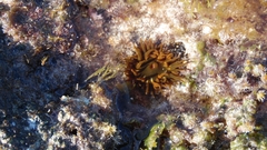 Anemonia sargassensis