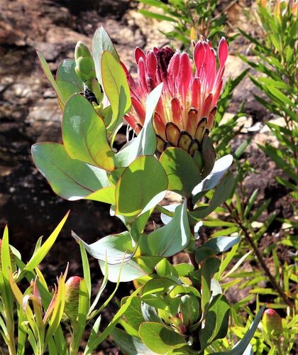 Broad-leaf sugarbush (Protea eximia)