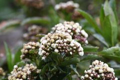 Baccharis densiflora