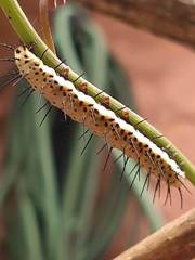 Heliconius clysonymus