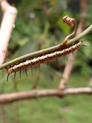 Heliconius clysonymus