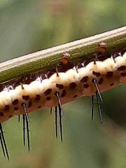 Heliconius clysonymus