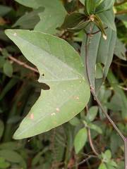 Heliconius clysonymus
