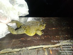 Duttaphrynus melanostictus