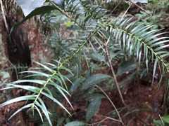 Cunninghamia
