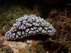 Phyllidiopsis krempfi