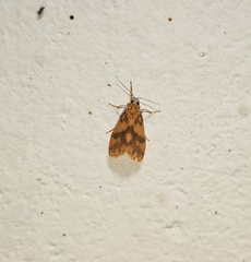 Miltochrista rubricosa
