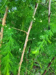Asparagus cooperi