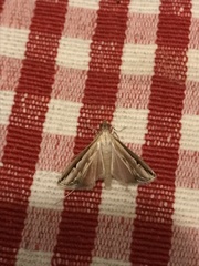 Lepidoptera