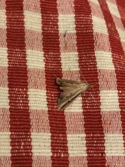 Lepidoptera