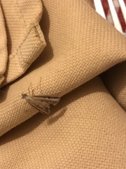 Lepidoptera