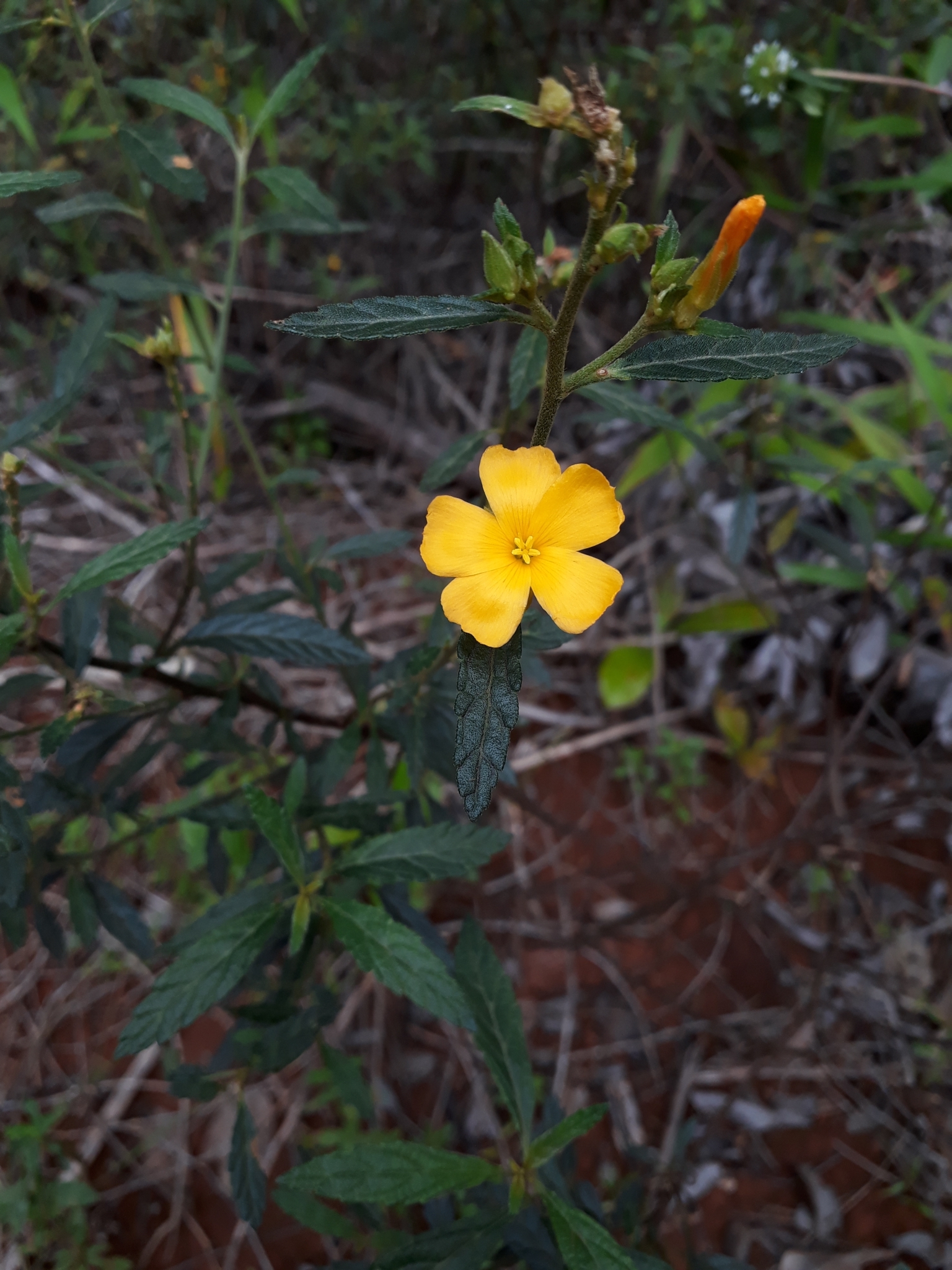 Turnera ulmifolia