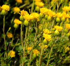 Pteronia aspera