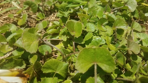 Centella asiatica image