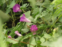 Ipomoea dumetorum
