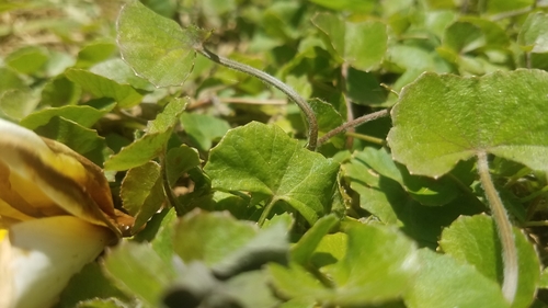 Centella asiatica image