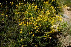 Pteronia aspera