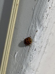 Harmonia axyridis