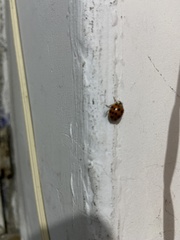 Harmonia axyridis