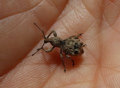 Leptopius tetraphysodes