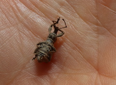 Leptopius tetraphysodes