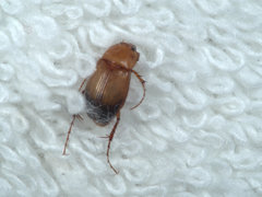 Phyllotocus macleayi