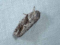 Agriophara confertella