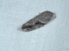 Agriophara confertella