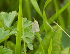 Aphelia