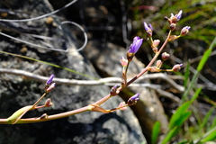 Aristea bracteata