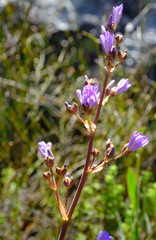 Aristea bracteata