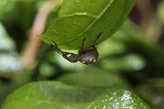 Leptopius tetraphysodes